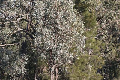 Eucalyptus melanophloia, photographed by Greg Tasney