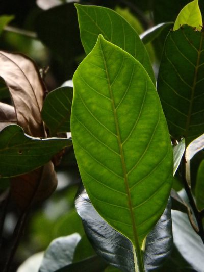 Artocarpus integer, photographed by Samuel Lee