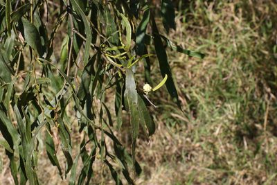 Acacia salicina, photographed by Greg Tasney