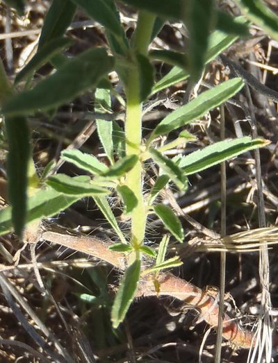 Monsonia biflora, photographed by Nicola van Berkel