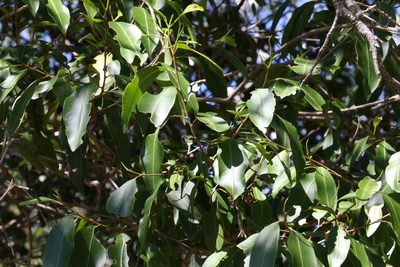 Geijera salicifolia, photographed by Greg Tasney