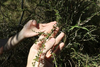 Phyllanthus microcladus, photographed by Greg Tasney
