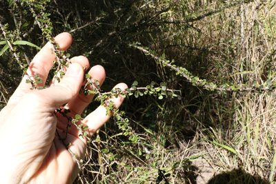 Phyllanthus microcladus, photographed by Greg Tasney