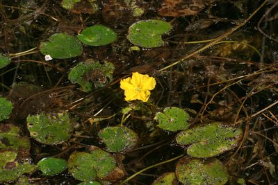 Nymphoides peltata, photographed by Oleg Kosterin