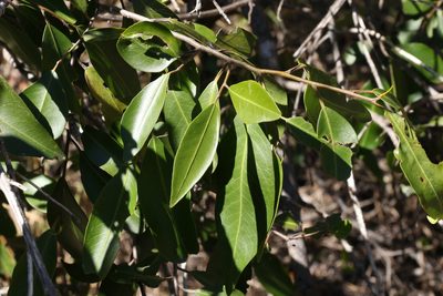 Geijera salicifolia, photographed by Greg Tasney
