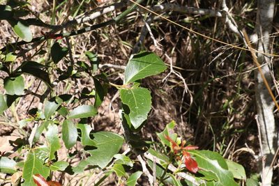 Denhamia bilocularis, photographed by Greg Tasney