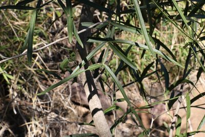 Atalaya salicifolia, photographed by Greg Tasney