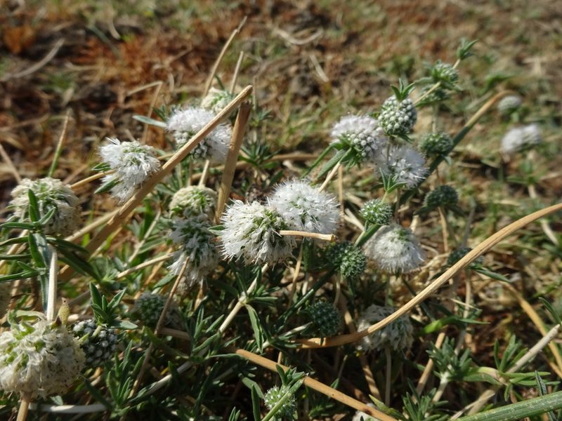 Mentha cervina, photographed by jvilla