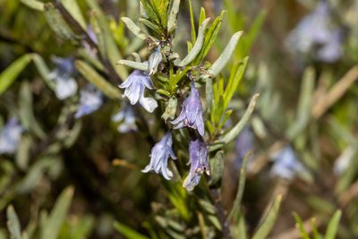 Pigea floribunda, photographed by T. Hammer