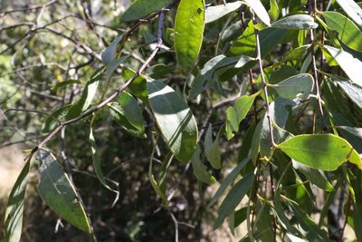 Santalum lanceolatum, photographed by Greg Tasney