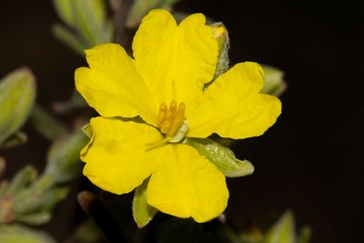 Hibbertia australis, photographed by T. Hammer