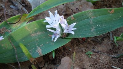 Lachenalia ensifolia, photographed by Shaun Swanepoel