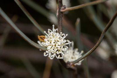 Hakea carinata, photographed by T. Hammer