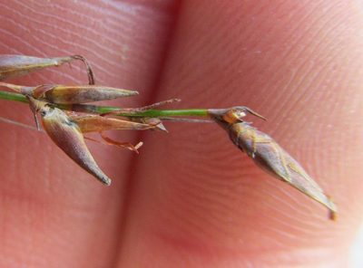 Tetraria microstachys, photographed by douglaseustonbrown