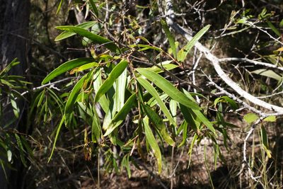 Acacia fasciculifera, photographed by Greg Tasney
