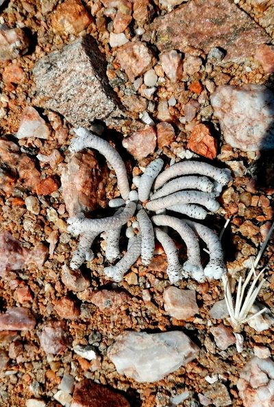 Anacampseros albissima, photographed by flamelily