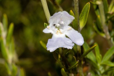 Prostanthera behriana, photographed by T. Hammer