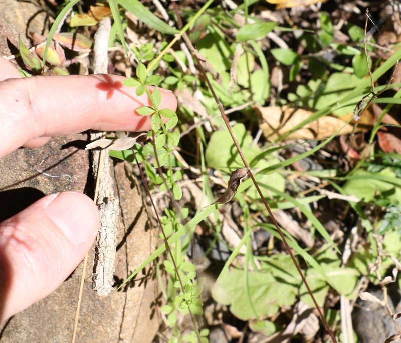 Trichogalium leptogonium, photographed by Greg Tasney
