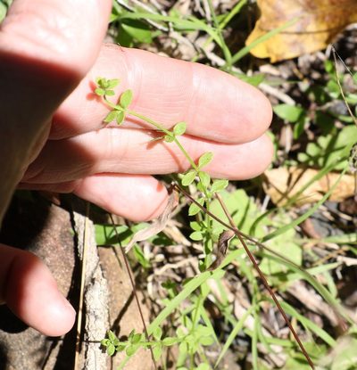 Trichogalium leptogonium, photographed by Greg Tasney