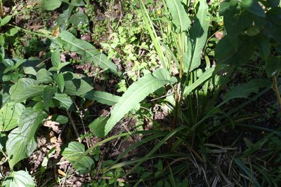 Rumex brownii, photographed by Greg Tasney