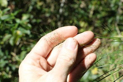 Austrostipa ramosissima, photographed by Greg Tasney