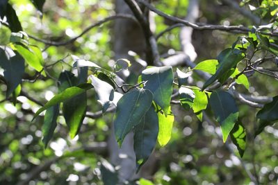 Celtis paniculata, photographed by Greg Tasney