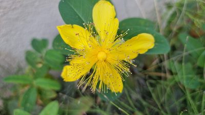 Hypericum calycinum, photographed by Julien Lepage