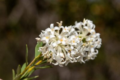 Pimelea stricta, photographed by T. Hammer