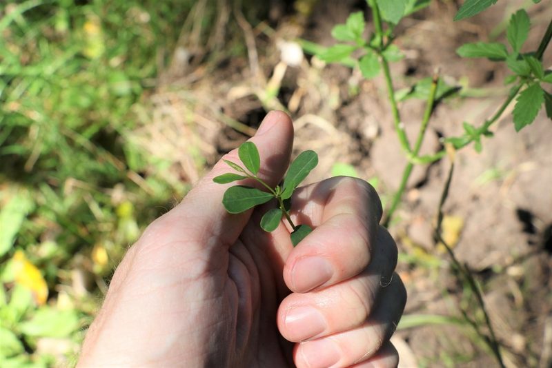 Phyllanthus similis, photographed by Greg Tasney