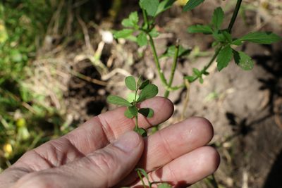Phyllanthus similis, photographed by Greg Tasney