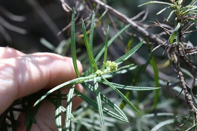 Cassinia straminea, photographed by Greg Tasney