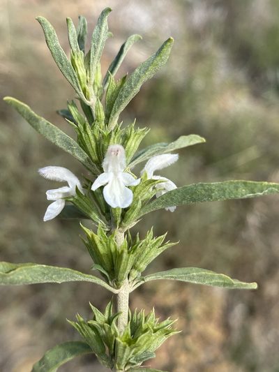 Leucas capensis, photographed by Dave U