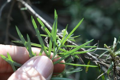 Cassinia straminea, photographed by Greg Tasney