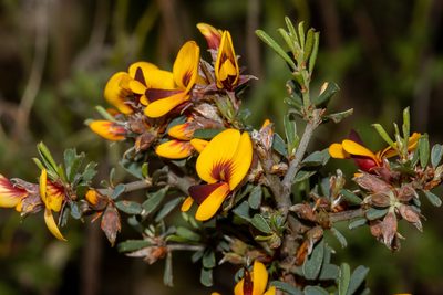 Pultenaea largiflorens, photographed by T. Hammer