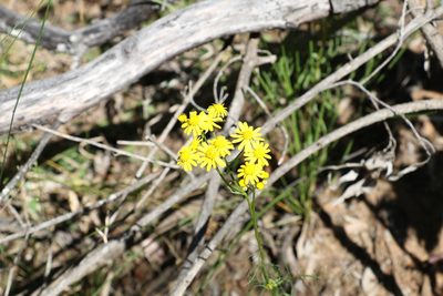 Senecio pinnatifolius, photographed by Greg Tasney