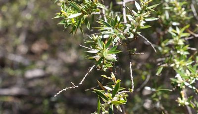 Styphelia trichostyla, photographed by Greg Tasney