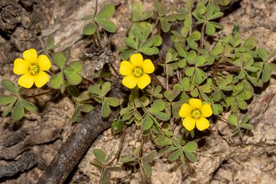 Oxalis perennans, photographed by T. Hammer
