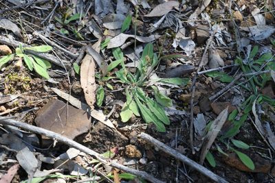 Plantago debilis, photographed by Greg Tasney