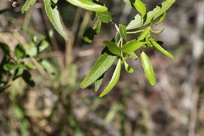 Denhamia pittosporoides, photographed by Greg Tasney