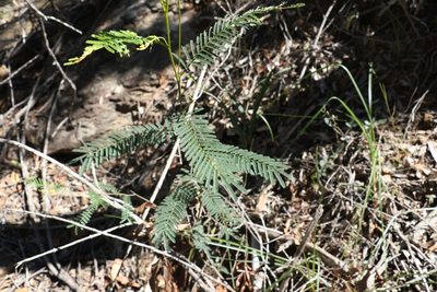 Acacia loroloba, photographed by Greg Tasney