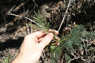 Acacia loroloba, photographed by Greg Tasney