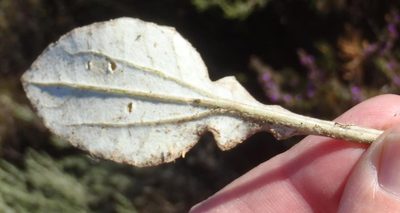Haplocarpha lyrata, photographed by Nicola van Berkel