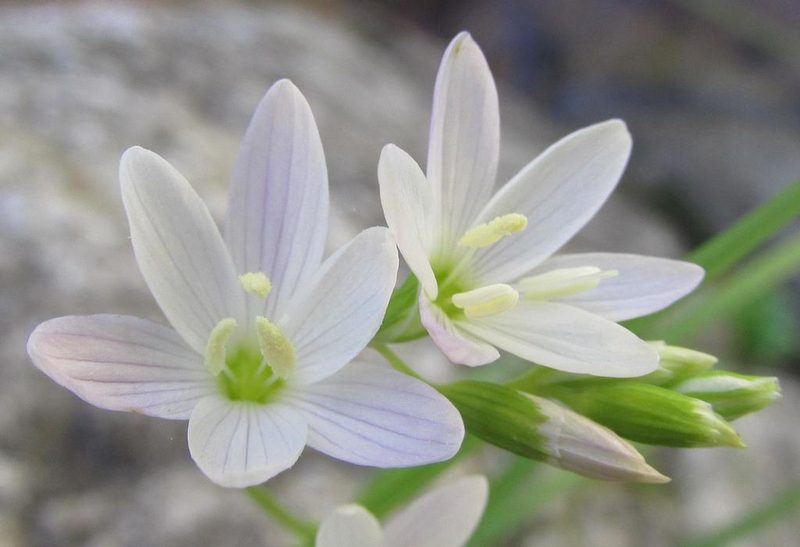 Geissorhiza bryicola, photographed by douglaseustonbrown