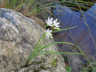 Geissorhiza bryicola, photographed by douglaseustonbrown