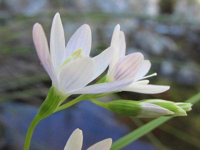 Geissorhiza bryicola, photographed by douglaseustonbrown