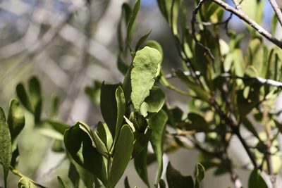 Amyema conspicua, photographed by Greg Tasney