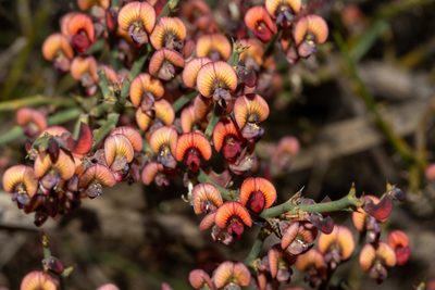 Daviesia brevifolia, photographed by T. Hammer