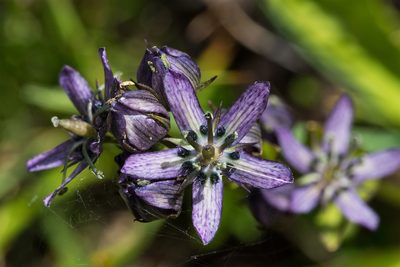 Swertia perennis, photographed by Andrea Chemello