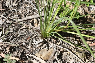 Dianella longifolia, photographed by Greg Tasney