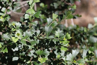 Dodonaea triangularis, photographed by Greg Tasney